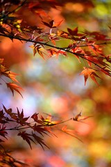 colorful autumn leaves