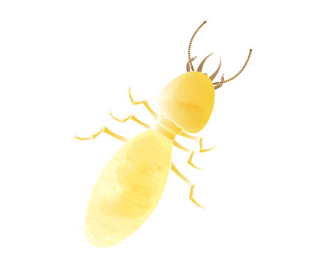 Termite in watercolor style, vector illustration.