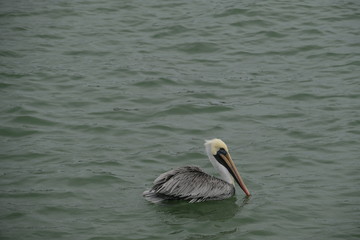 Fototapeta na wymiar pelican bird ,water bird