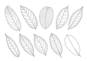 Leaves line single leaf and leaf pattern black Bring to color decorate on white background illustration vector