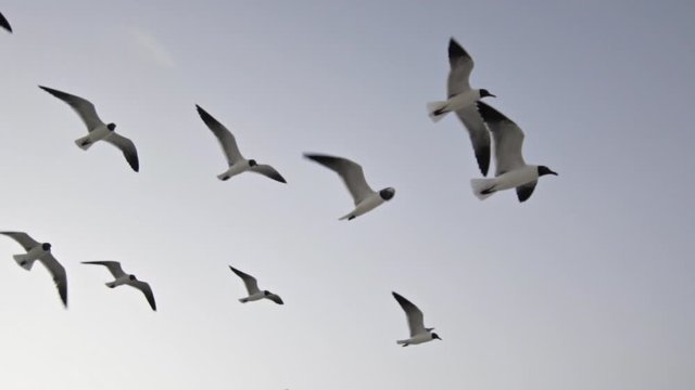 P&aacute;jaros volando a c&aacute;mara lenta