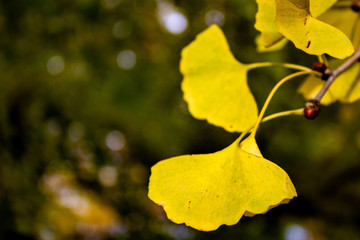 Ginko biloba tree with bight yellow leaves during Autumn