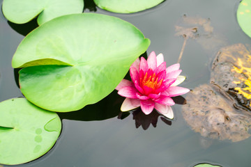 Colorful pink water lily lutis flower in park pond