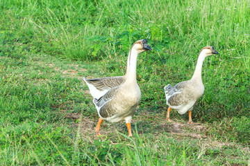 white Duck on calm lake 