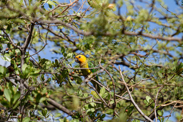 Brown-Throated Parakeet