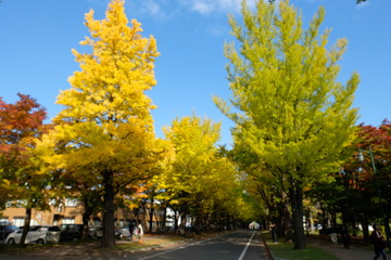 北海道学の秋・紅葉