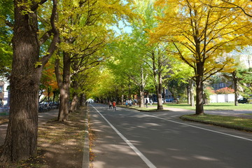 Obraz premium 北海道学の秋・紅葉