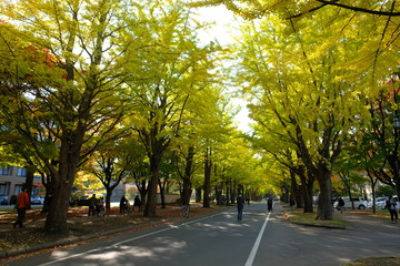 Obraz premium 北海道学の秋・紅葉