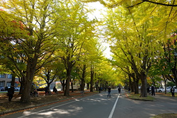 北海道学の秋・紅葉