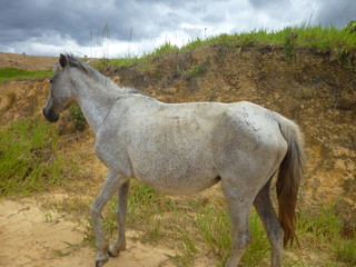 Fototapeta premium caballo