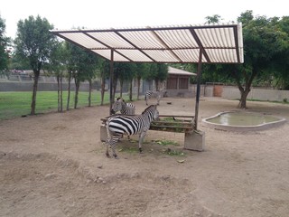 zebra