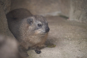 ケープハイラックス