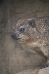 ケープハイラックス