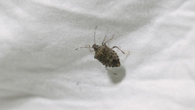 Stink bug crawling on a bed