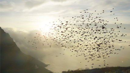 large group of flying bats, mega bats in the sky