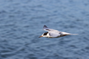 Common tern (Sterna hirundo) flying on sea water waves background closeup.