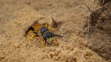European beewolf, bee-killer wasp (Philanthus triangulum)