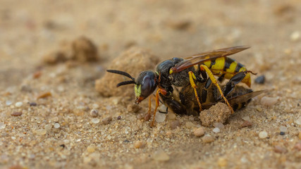 European beewolf, bee-killer wasp (Philanthus triangulum)