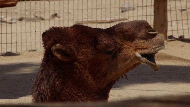 Camel taking a nap at the zoo while looking around.