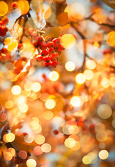 Autumn natural background with red berries and yellow orange foliage, fall landscape, golden blur bokeh