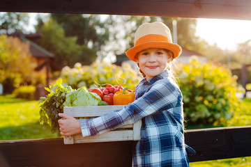 Kids little girl holding a basket of fresh organic vegetables in the background of a home garden at sunset. Healthy family lifestyle. Harvest time in autumn. The child the farmer.