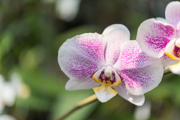 Fototapeta na wymiar Flower (Orchidaceae, Orchid Flower) white purple
