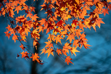 autumn leaves on blue sky background
