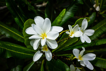 Plumeria in garden