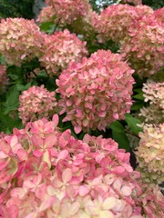 pink flowers in the garden