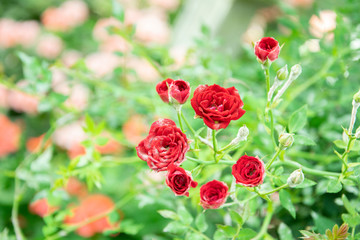 red rose in garden