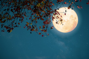 Beautiful autumn fantasy - maple tree in fall season and full moon with star. Retro style with...