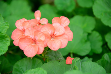 Orange geranium flowers in a summer garden.