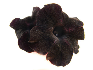 black flower isolated on white background