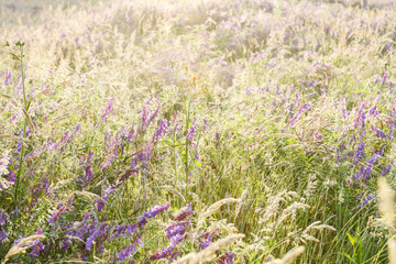 Summer rural meadow in the morning sun.