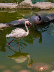 White Flamingo in the middle east