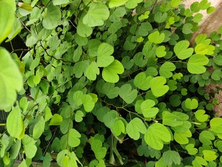 background of green leaves