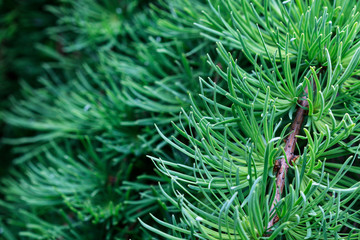 Naklejka na ściany i meble Young shoots of coniferous tree in the forest.