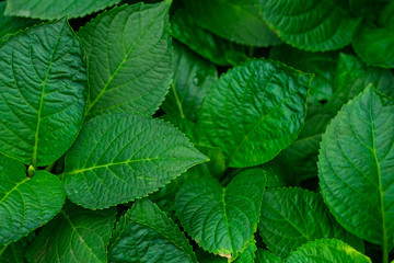 Texture background of green leave
