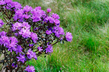 Beautiful purple rhododendron (azalea) in the garden.