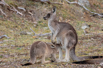 Naklejka na ściany i meble Eastern Grey Kangaroo joey drinking milk outside the pouch