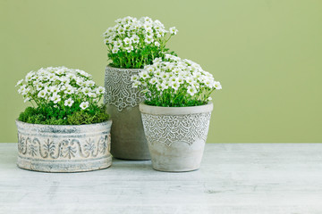 Saxifraga arendsii (Schneeteppich) flowers in ceramic pots.