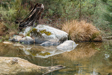 A stump overlooking Paddys River