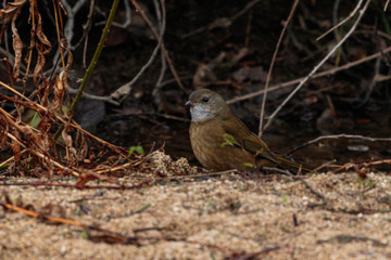 Olive Whistler looking for food