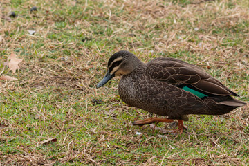 A Pacific Black Duck looking for food on the grass