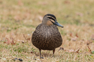 A Pacific Black Duck looking for food on the grass