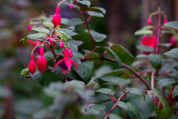 fuchsia magellanica flower, hummingbird fuchsia or hardy fuchsia, Hanging fuchsia flowers in shades of pink, purple and white