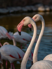 White Flamingo in the middle east