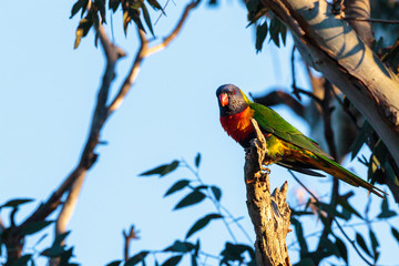 Rainbow Lorikeet in a tree