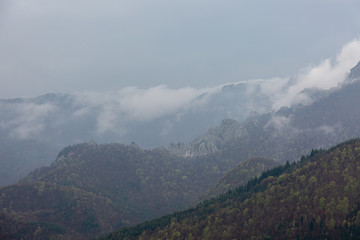 Fototapeta premium Forest on the hill