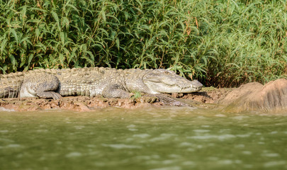 Mugger crocodile, Crocodylus palustris, in the sun,Mahanadi river bank inside Satkosia Tiger Reserve, copy space